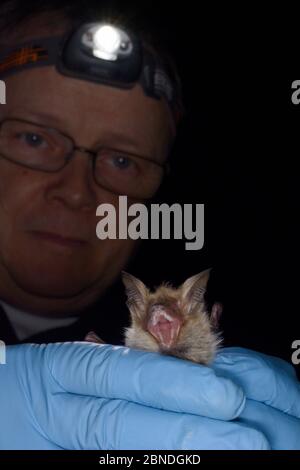 Bechstein's bat (Myotis bechsteinii), a rare, endangered species of ancient woodlands in the UK, held during an autumn swarming survey run by the Wilt Stock Photo