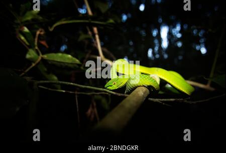 White-lipped / Green tree viper (Cryptelytrops albolabris) , Khao Yai National Park, Thailand. Stock Photo