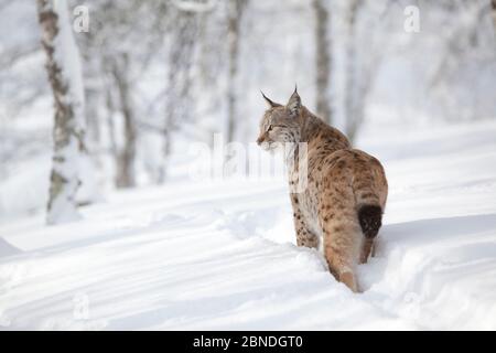 Eurasian lynx (Lynx lynx) rear view showing short tail, walking through snow in winter birch forest, captive. Norway. March. Stock Photo