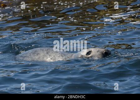 Adult Grey seal (Halichoerus grypus) swimming offshore, The Carracks, St.Ives, Cornwall, UK, June. Stock Photo