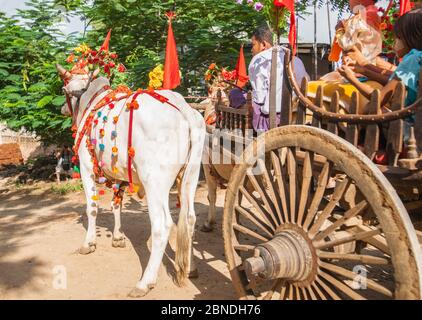 Bagan,Myanmar- October 31 2013;  Decorated white horse pulling cart  in Festival Procession, near Heritage Site in regoin. Stock Photo