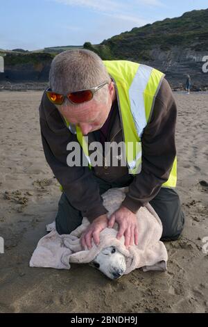 British Divers Marine Life Rescue animal medic Simon Dolphin holding down a sick, injured Grey seal pup (Halichoerus grypus) 'Boggle' rescued on a Cor Stock Photo