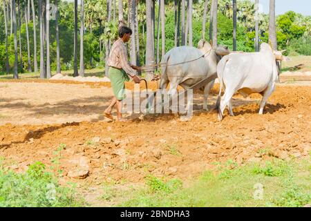 Bagan Myanmar - October 31 2013; Two white cattle pulling old wooden plough through land amongst tall palm trees. Stock Photo