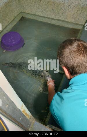 Dan Jarvis hand-feeding fish to a recovering Grey seal pup (Halichoerus grypus) 'Uno' in a small swimming pool in the Cornish Seal Sanctuary hospital, Stock Photo