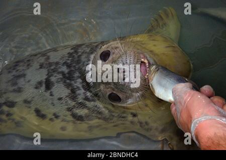 Carer feeding recovering Grey seal pup (Halichoerus grypus) 'Uno' a fish in a small swimming pool, Cornish Seal Sanctuary hospital,, Gweek, Cornwall, Stock Photo