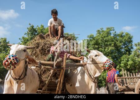 Bagan Myanmar - October 31 2013; Two white cattle attached to cart being loaded from broken cart by local farmers. Stock Photo