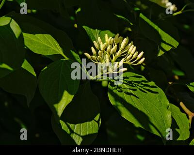 Beautiful white blood-twig cornel flower in strong sun light. Stock Photo