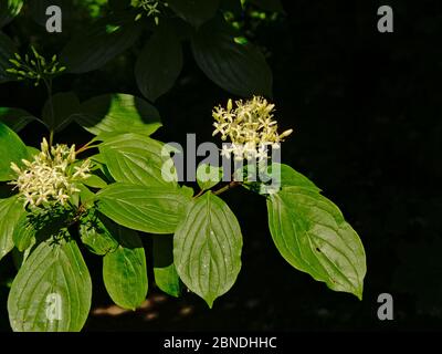 Beautiful white blood-twig cornel flower in strong sun light. Stock Photo