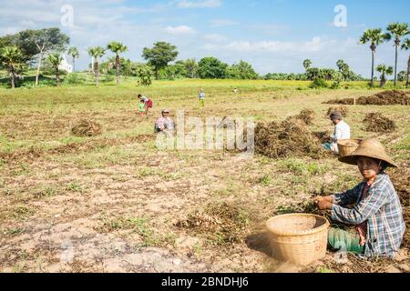 Bagan Myanmar - October 31 2013; Peanut harvest with people in fields lifting nuts out ground Stock Photo