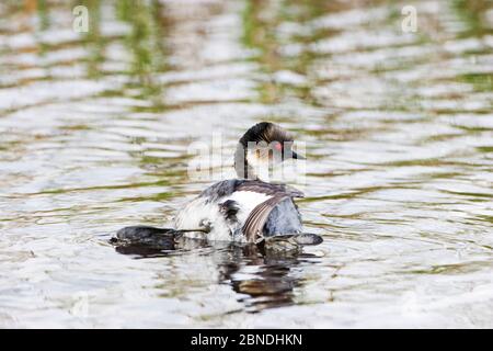 Silvery grebe (Podiceps occipitalis) swimming on a pond Sea Lion Island, Falkland Islands, November. Stock Photo