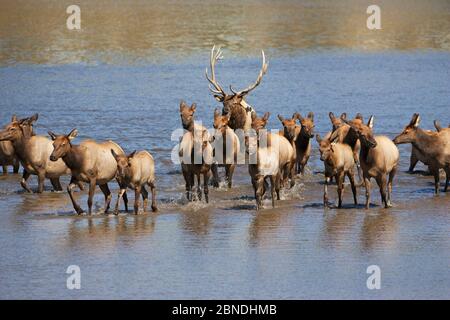 Red deer / Elk (Cervus canadensis) large male with females in water during the rut, Lake Estes Estes Park, Rocky Mountains National Park, Colorado, US Stock Photo