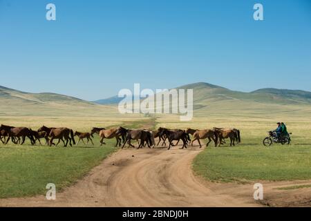 Mongolian people carrying domestic horses and livestock, Gobi Desert, South Mongolia. June. Stock Photo