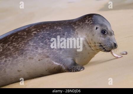 Common / Harbour seal pup (Phoca vitulina) Buddy with a fish it has been fed in a pool where it is a long-term resident, Cornish Seal Sanctuary, Gweek Stock Photo