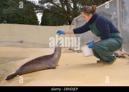 Keeper Jenny Lewis feeding Common / Harbour seal pup (Phoca vitulina) 'Buddy', a long-term resident at Cornish Seal Sanctuary, Gweek, Cornwall, UK, Ja Stock Photo