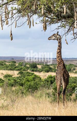 Masai giraffe (Giraffa camelopardalis tippelskirchi) male eating from a Sausage tree (Kigelia africana), Maasai Mara Game Reserve, Kenya