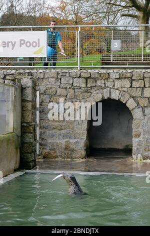 Rescued Grey seal pup (Halichoerus grypus) fed with fish by Dan Jarvis - hidden so the pup doesn't associate people with food. In isolated nursery poo Stock Photo
