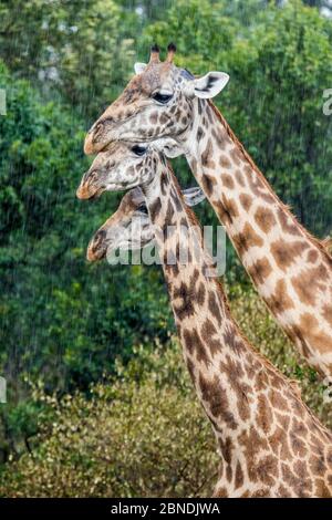 Masai giraffe (Giraffa camelopardalis tippelskirchi) three standing together in the rain, Maasai Mara Game Reserve, Kenya Stock Photo