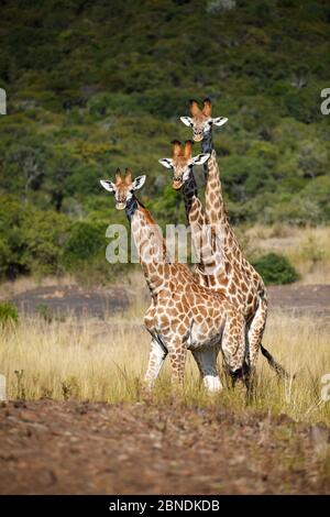 Three Giraffes (Giraffa camelopardalis) walking together. Ithala Game Reserve, Kwa-Zulu Natal Province, South Africa. Stock Photo