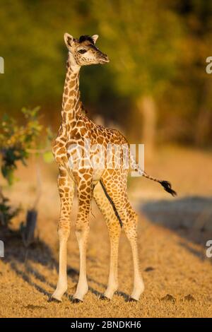 Rhodesian / Thornicroft giraffe (Giraffa camelopardalis thornicrofti) baby, portrait, South Luangwa National Park, Zambia, May. Stock Photo
