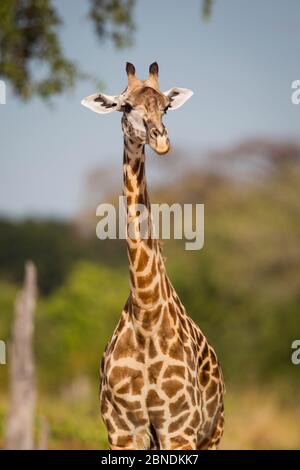 Rhodesian / Thornicroft giraffe (Giraffa camelopardalis thornicrofti) portrait, South Luangwa National Park, Zambia, April. Stock Photo