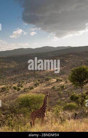 Reticulated Giraffe (Giraffa camelopardalis reticulata) on hillside with overcast sky. Laikipia, Kenya. February.