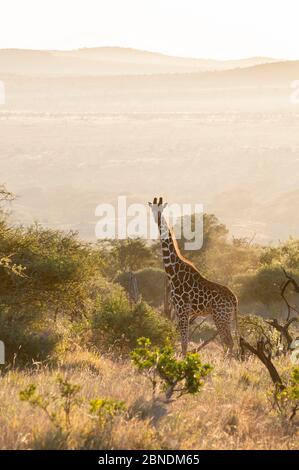 Reticulated Giraffe (Giraffa camelopardalis reticulata) in arid scrubland habitat at sunrise. Laikipia, Kenya. February.