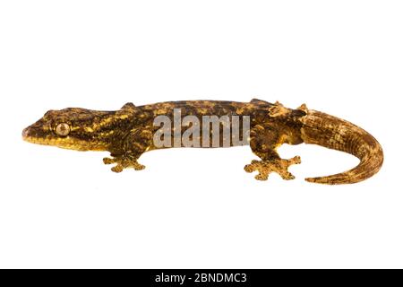 Southern turnip-tailed gecko (Thecadactylus solimoesis) San Jose de Payamino, Ecuador  Meetyourneighbours.net project Stock Photo