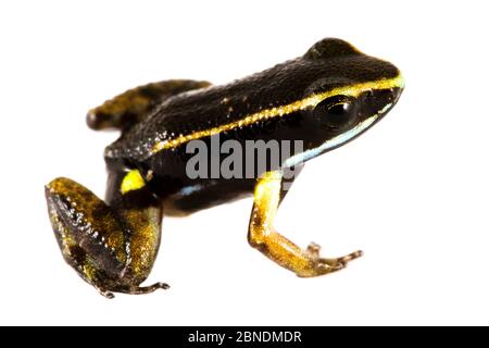 Pale-striped poison frog (Ameerega hahneli) San Jose de Payamino, Ecuador. Meetyourneighbours.net project Stock Photo