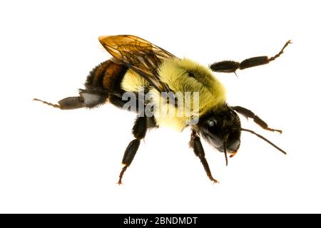 Common eastern bumblebee (Bombus impatiens) Oxford, Mississippi, USA, April. Meetyourneighbours.net project Stock Photo