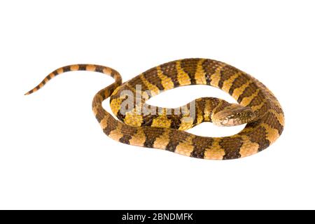 Brown-banded water snake (Helicops angulatus) San Jose de Payamino, Ecuador.  Meetyourneighbours.net project Stock Photo