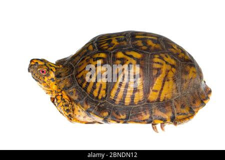 Eastern box turtle (Terrepene carolina carolina) Pine Mountain State Park, Kentucky, USA. Meetyourneighbours.net project Stock Photo