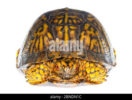 Eastern box turtle (Terrepene carolina carolina) Pine Mountain State Park, Kentucky, USA. Meetyourneighbours.net project Stock Photo