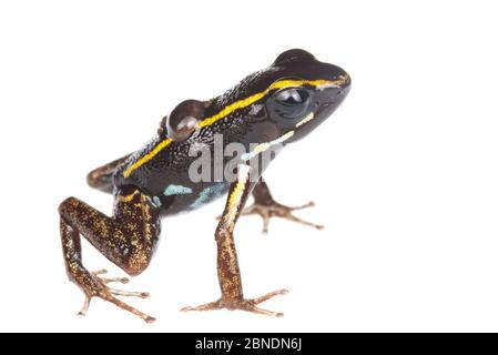 Lovely poison frog (Phyllobates lugubris) male with a tadpole, Isla Colon, Panama, June. Meetyourneighbours.net project Stock Photo