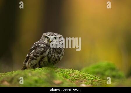 Little owl (Athene noctua) sitting on moss on forest floor, Czech Republic, November. Captive. Stock Photo