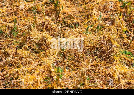 Dodder Genus Cuscuta is The parasite wraps the stems of plant cultures with yellow threads and sucks out the vital juice and nutrients Stock Photo