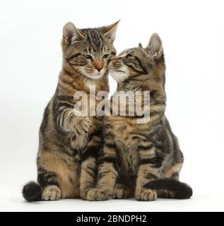 Tabby cats, Picasso and Smudge, age 3 months, sitting together. Stock Photo