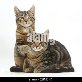 Tabby cats, Picasso and Smudge, age 3 months, relaxing together. Stock Photo