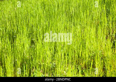 grass blades background Stock Photo