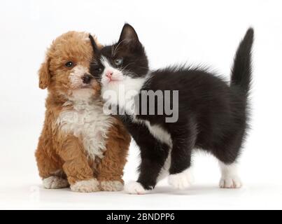 Black-and-white kitten, Solo, 6 weeks, rubbing against F1b toy Goldendoodle (Golden Labrador cross Toy poodle)  puppy. Stock Photo