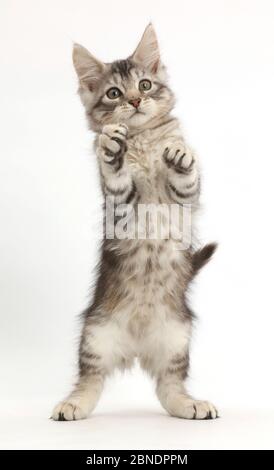 Silver tabby kitten, Loki, 11 weeks, standing up on his hind legs. Stock Photo