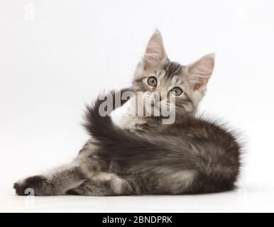 Silver tabby kitten, Loki, 11 weeks, lying on his side and looking over his shoulder. Stock Photo