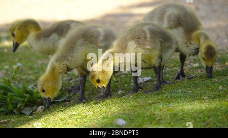 Canadian Goose Stock Photo