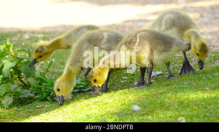 Canadian Goose Stock Photo