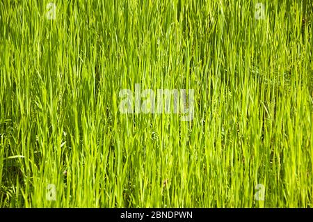 grass blades background Stock Photo