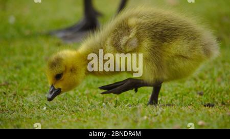 Canadian Goose Stock Photo