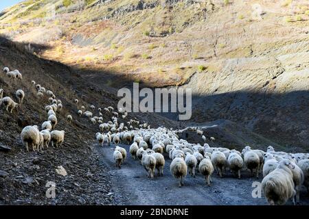 Caucasus, Georgia, Tusheti region, Shenako. A shepherd brings his flock of sheep down from the Tusheti Mountains in winter