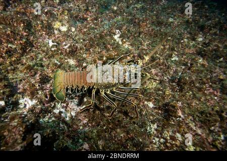 Spiny lobster (Panulirus penicillatus) Cocos Island National Park, Costa Rica, East Pacific Ocean Stock Photo