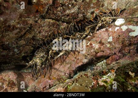 Spiny lobster (Panulirus penicillatus) inside a crevice, Cocos Island National Park, Costa Rica, East Pacific Ocean Stock Photo