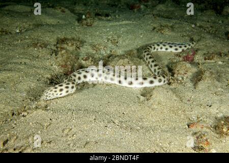 Tiger snake eel (Myrichthys tigrinus) Cocos Island National Park, Costa Rica, East Pacific Ocean. Stock Photo