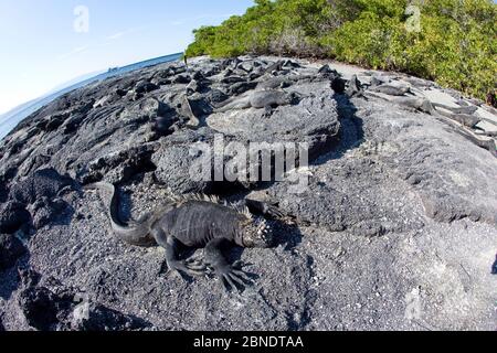 Marine iguanas (Amblyrhynchus cristatus) basking on volcanic rock, Punta Espinosa, Fernandina Island, Galapagos Islands, East Pacific Ocean. Stock Photo